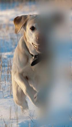 Valokuva koirasta, jossa oikea laita jää kokonaan sumeaksi.