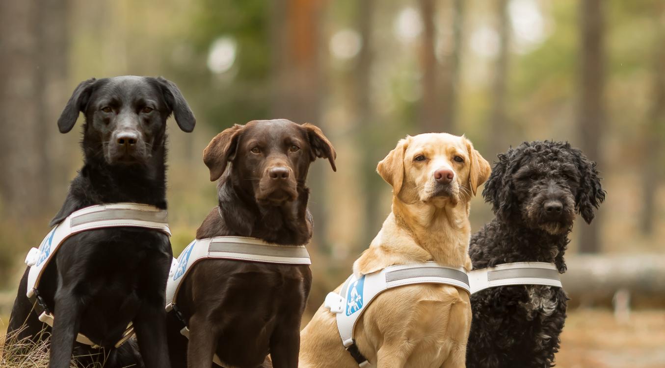 musta, ruskea ja keltainen labradori, sekä harmaa barbet istuvat rivissä valjaat päällään ja katsovat kameraan