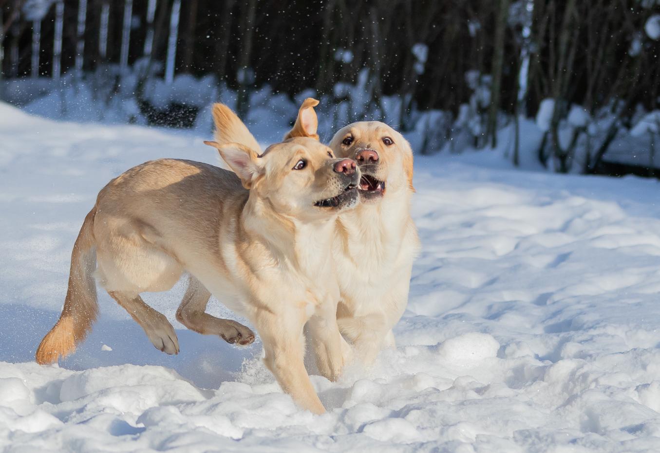 kaksi keltaista labradoria leikkii lumihangessa.