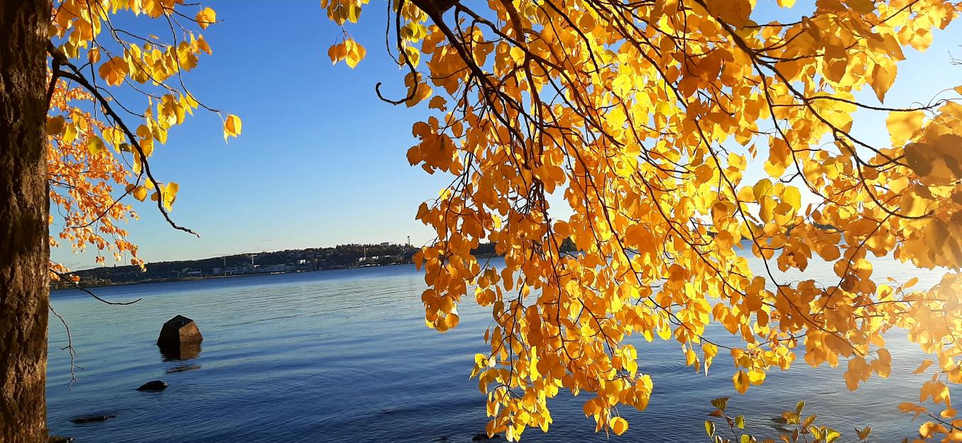 Puun oksa jossa keltaisia lehtiä ja tyyni järven pinta