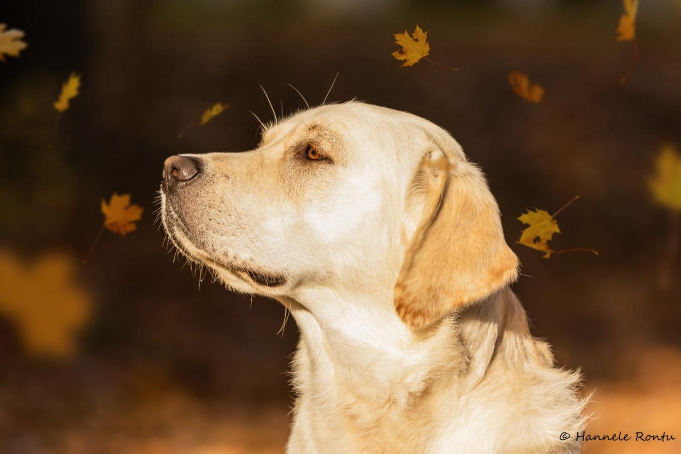 keltainen labradori katsoo sivulle ja syksyn lehdet leijailevat ympärillä