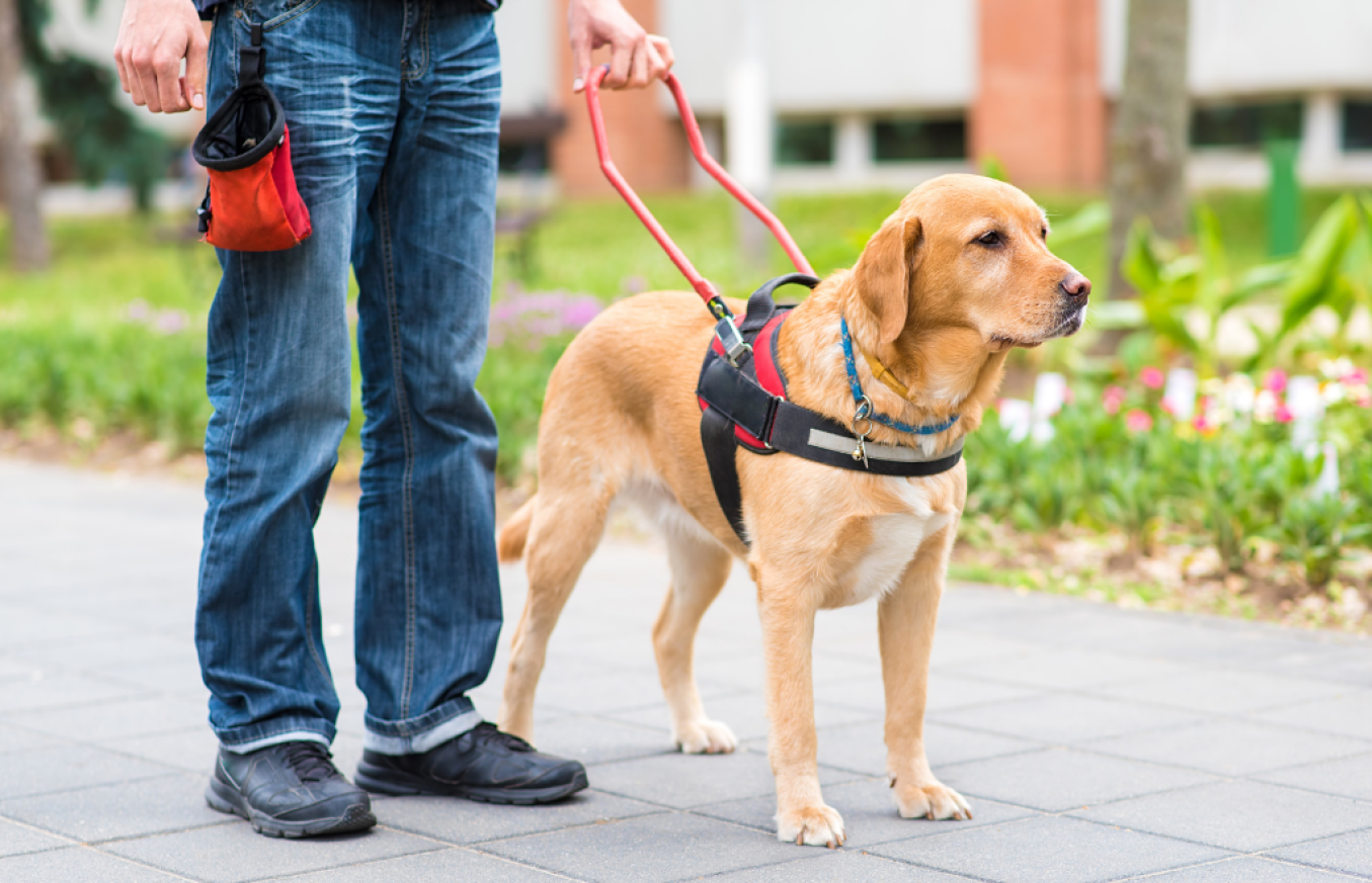 Näkövammainen henkilö seisoo jalkakäytävällä opaskoiransa kanssa. Koira on valppaana valjaissa ja sen turkki on kullanruskea. Henkilö pitää koiran valjaista kiinni ja kantaa vyötäröllään pientä punaista pussukkaa.