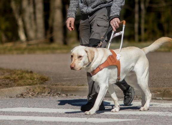 keltainen labradori opastaa käyttäjää suojatien yli