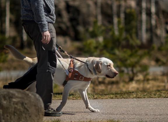 keltainen labradori kävelee määrätietoisesti eteenpäin valjaissa