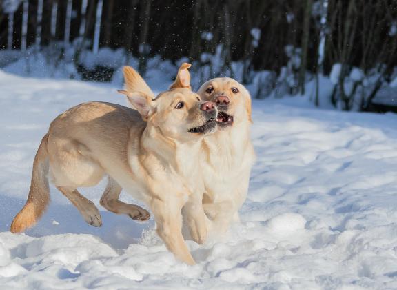 kaksi keltaista labradoria leikkii lumihangessa.