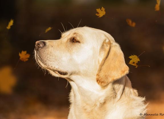 keltainen labradori katsoo sivulle ja syksyn lehdet leijailevat ympärillä