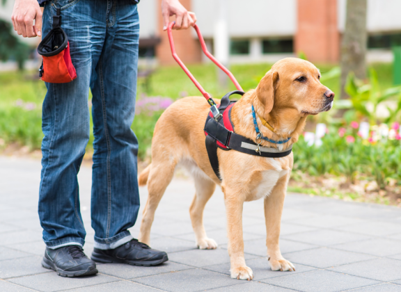 Näkövammainen henkilö seisoo jalkakäytävällä opaskoiransa kanssa. Koira on valppaana valjaissa ja sen turkki on kullanruskea. Henkilö pitää koiran valjaista kiinni ja kantaa vyötäröllään pientä punaista pussukkaa.